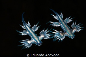 Glaucus Atlanticus by Eduardo Acevedo 